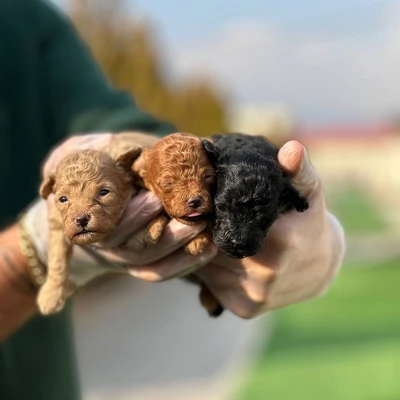 آگهی فروش نژاد پودل مینیاتوری