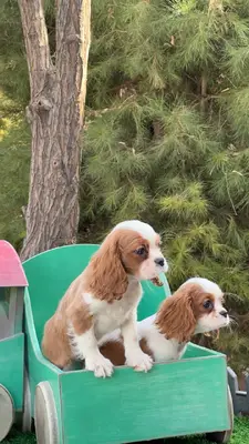 آگهی فروش نژاد کاوالیر کینگ چارلز اسپانیل