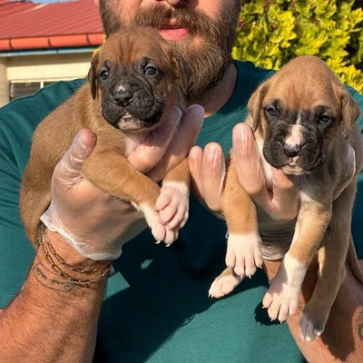 آگهی فروش نژاد باکسر