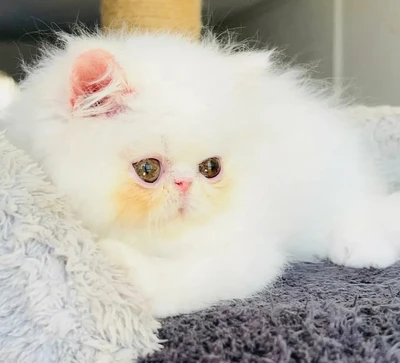 آگهی فروش نژاد پرشین