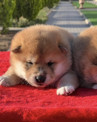 آگهی فروش نژاد شیبا اینو