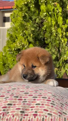 آگهی فروش نژاد شیبا اینو