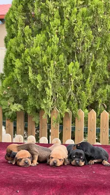 آگهی فروش نژاد داشهوند