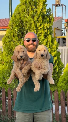 آگهی فروش نژاد پودل استاندارد