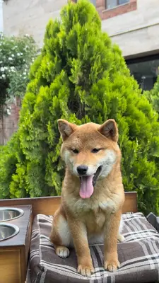 آگهی فروش نژاد شیبا اینو