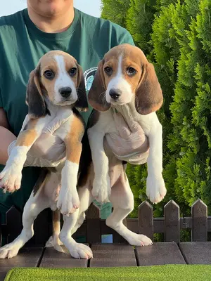 آگهی فروش نژاد بیگل