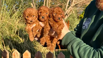 آگهی فروش نژاد پودل مینیاتوری