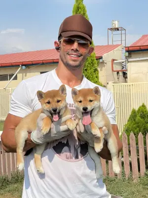 آگهی فروش نژاد شیبا اینو