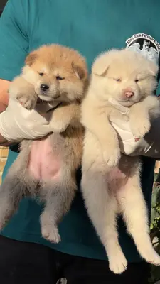 آگهی فروش نژاد آکیتا