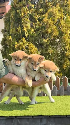 آگهی فروش نژاد شیبا اینو