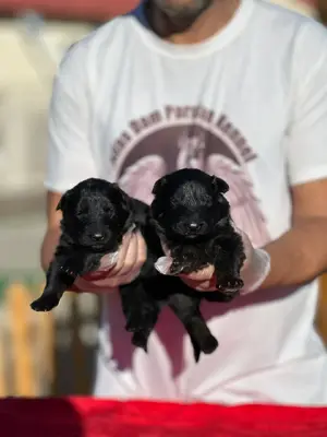 آگهی فروش نژاد ژرمن شپرد