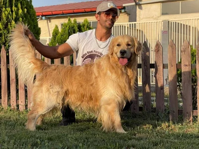 آگهی فروش نژاد گلدن رتریور