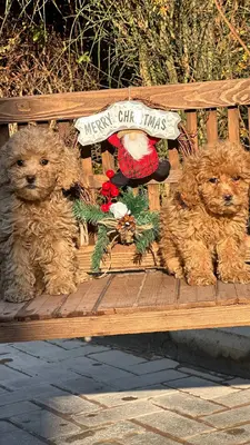 آگهی فروش نژاد پودل مینیاتوری