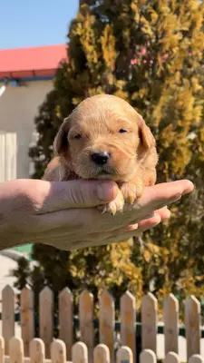 آگهی فروش نژاد گلدن رتریور