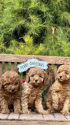 آگهی فروش نژاد پودل عروسکی