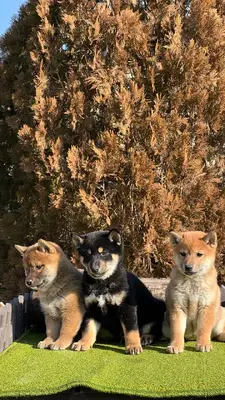 آگهی فروش نژاد شیبا اینو