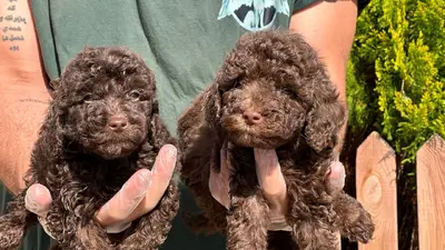 آگهی فروش نژاد پودل عروسکی