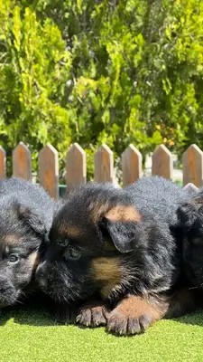 آگهی فروش نژاد ژرمن شپرد