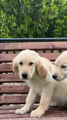 آگهی فروش نژاد گلدن رتریور