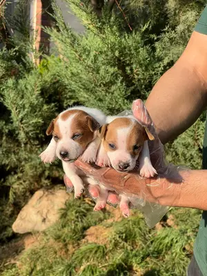 آگهی فروش نژاد جک راسل تریر