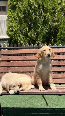 آگهی فروش نژاد گلدن رتریور