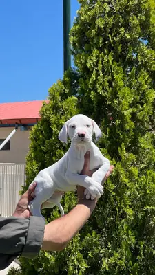 آگهی فروش نژاد داگو آرژانتینو