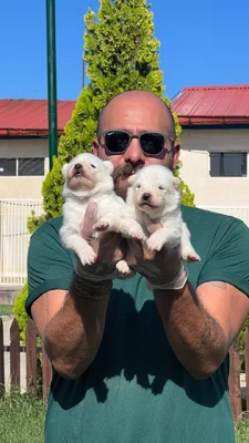 آگهی فروش نژاد سامویید