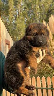 آگهی فروش نژاد ژرمن شپرد