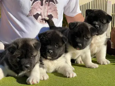 آگهی فروش نژاد آکیتا