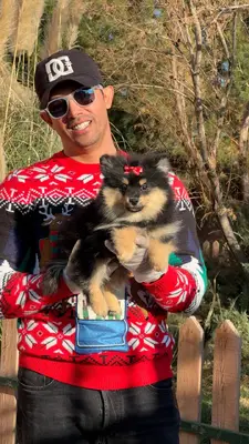 آگهی فروش نژاد اشپیتز آلمانی