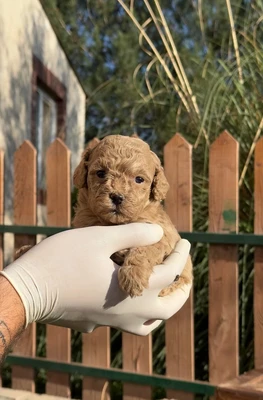 آگهی فروش نژاد پودل عروسکی