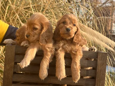 آگهی فروش نژاد آمریکن کوکر اسپانیل