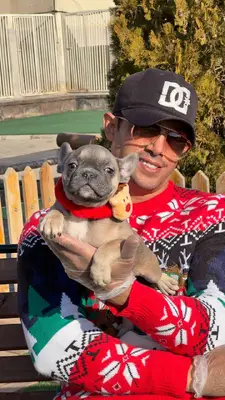 آگهی فروش نژاد فرنچ بولداگ