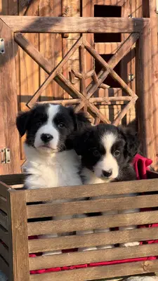 آگهی فروش نژاد بردر کالی