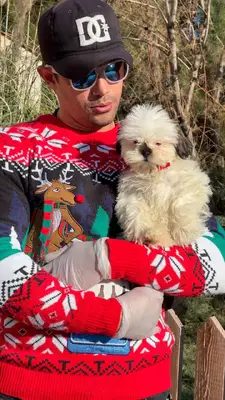 آگهی فروش نژاد شیتزو