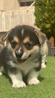 آگهی فروش نژاد پمبروک ولش کورگی