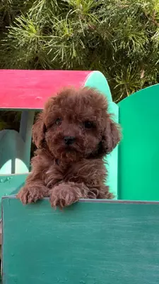 آگهی فروش نژاد پودل عروسکی