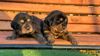 آگهی فروش نژاد تیبتن ماستیف