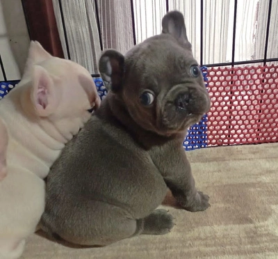 آگهی فروش نژاد فرنچ بولداگ