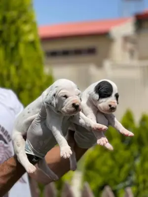 آگهی فروش نژاد دالمیشن