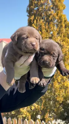 آگهی فروش نژاد لابرادور رتریور