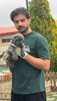 آگهی فروش نژاد کن کورسو