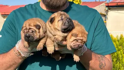 آگهی فروش نژاد چاینیز شارپی