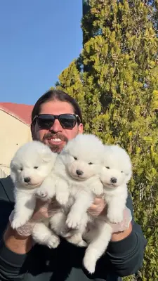 آگهی فروش نژاد سامویید