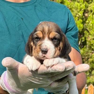 آگهی فروش نژاد بیگل