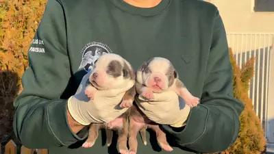 آگهی فروش نژاد آمریکن بولی