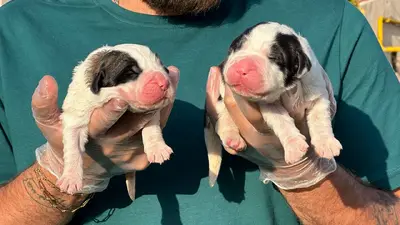 آگهی فروش نژاد سنت برنارد