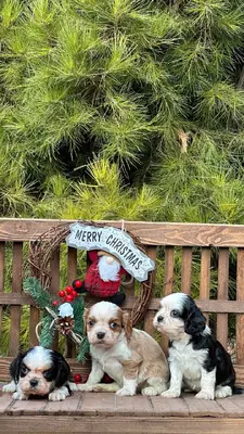 آگهی فروش نژاد کاوالیر کینگ چارلز اسپانیل