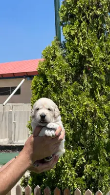 آگهی فروش نژاد گلدن رتریور