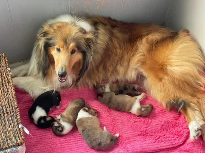 آگهی فروش نژاد راف کولی